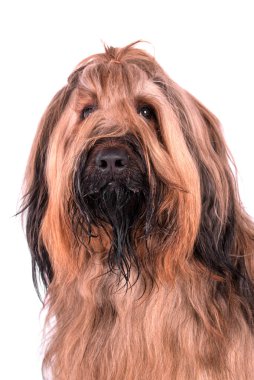 Briard 'ın Portresi (Berger de Brie) Köpek