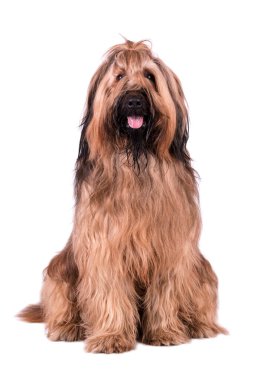 Briard 'ın Portresi (Berger de Brie) Köpek