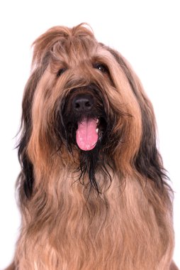 Briard 'ın Portresi (Berger de Brie) Köpek