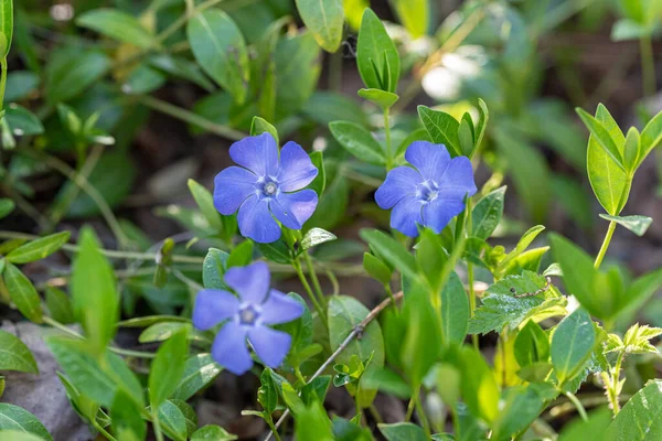 Primavera Vinca Flor Menor Menor Periwinkle Fotografia De Stock