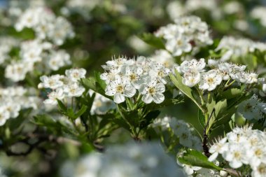 beyaz Crataegus çiçekleri (Hawthorn, quickthorn, thornapple, May-tree, whitethorn, Mayflower, hawberry)