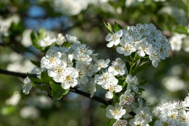 beyaz Crataegus çiçekleri (Hawthorn, quickthorn, thornapple, May-tree, whitethorn, Mayflower, hawberry)