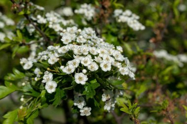 beyaz Crataegus çiçekleri (Hawthorn, quickthorn, thornapple, May-tree, whitethorn, Mayflower, hawberry)