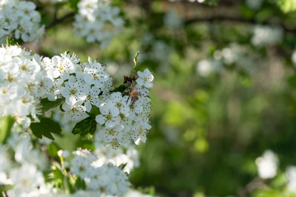 Bílé Rataegus Květy Hloh Rtuť Trní Květen Trn Mayflower Hawberry — Stock fotografie