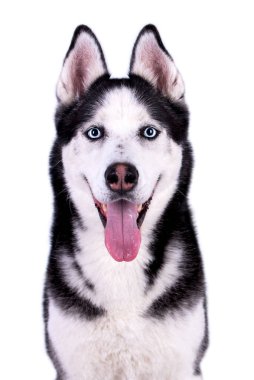 Portrait of the young Siberian Husky dog