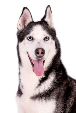 Portrait of the young Siberian Husky dog