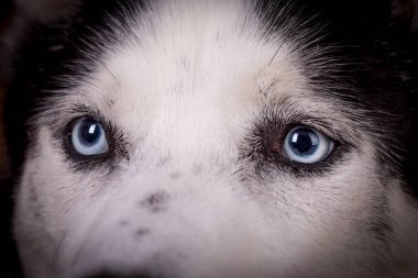 Portrait of the young Siberian Husky dog