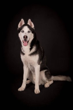 Portrait of the young Siberian Husky dog