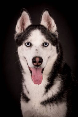 Portrait of the young Siberian Husky dog