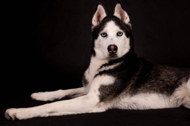 Portrait of the young Siberian Husky dog