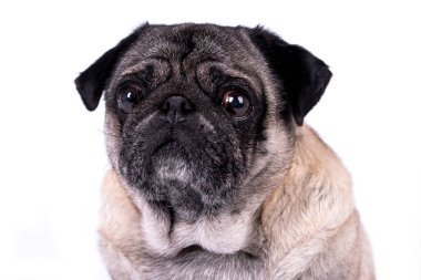 the portrait of old pug dog