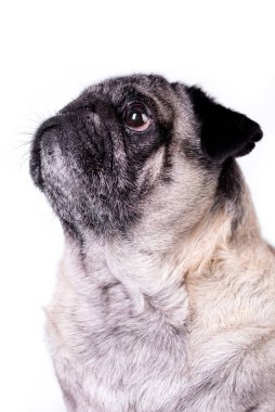 the portrait of old pug dog