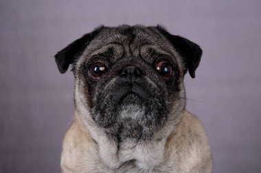 the portrait of old pug dog