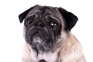 the portrait of old pug dog