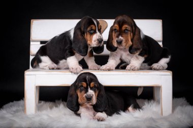 portrait of the Basset Hound Puppy