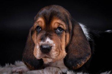 portrait of the Basset Hound Puppy