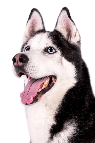 Portrait Young Siberian Husky Dog – stockfoto