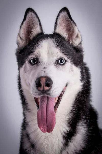 Portrait Young Siberian Husky Dog — 图库照片