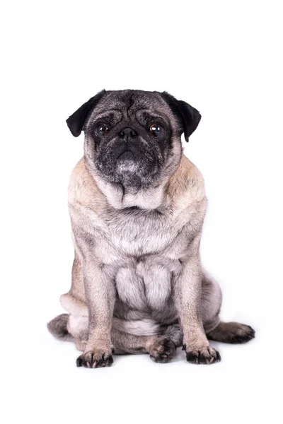 Portrait Old Pug Dog — 스톡 사진