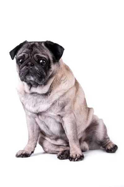 Portrait Old Pug Dog — 스톡 사진