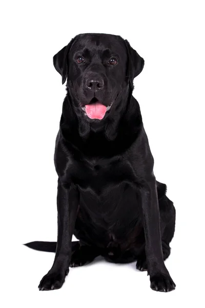 Portrait Black Labrador Retriever Dog — 스톡 사진