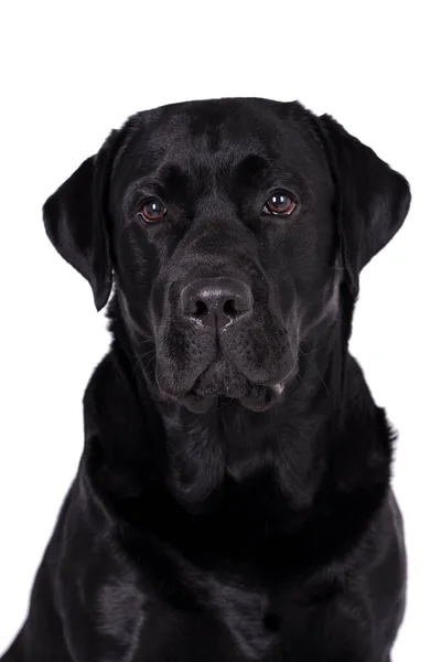 Portrait Black Labrador Retriever Dog — ストック写真