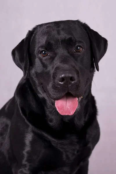 Portrait Black Labrador Retriever Dog — Stok fotoğraf