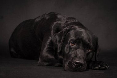 portrait of the black labrador retriever dog