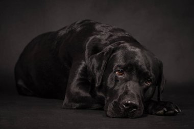 portrait of the black labrador retriever dog
