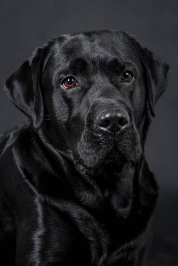 portrait of the black labrador retriever dog
