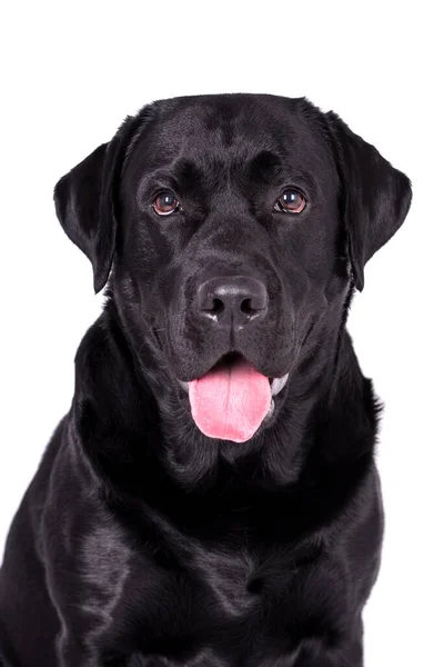Portrait Black Labrador Retriever Dog — 스톡 사진