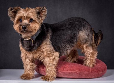 Yorkshire Teriyerinin Portresi - Yorkie
