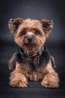 Yorkshire Teriyerinin Portresi - Yorkie