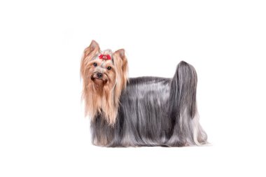 Yorkshire Teriyerinin Portresi - Yorkie