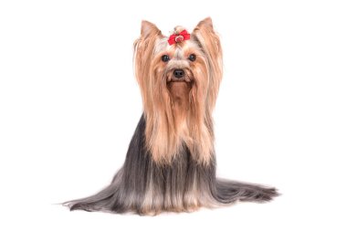 Yorkshire Teriyerinin Portresi - Yorkie
