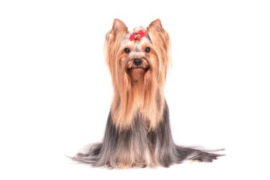Yorkshire Teriyerinin Portresi - Yorkie