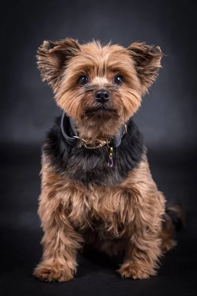 Portrait Yorkshire Terrier Yorkie — Stock Photo, Image