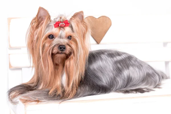 Porträt Des Yorkie Yorkie — Stockfoto