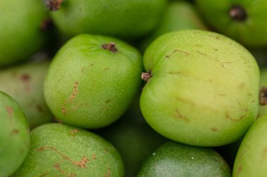 Küçük mini kivi meyvesi - Aktinidia arguta