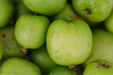 Küçük mini kivi meyvesi - Aktinidia arguta