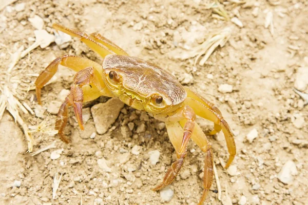 Krabbe in der Wüste — Stockfoto