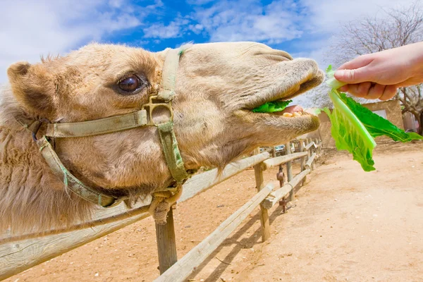 Camel äta — Stockfoto