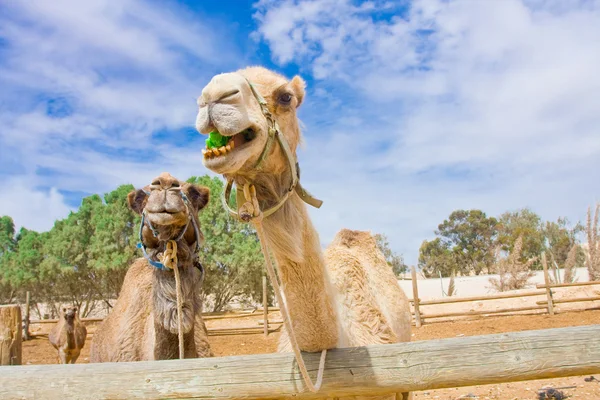 Funny camels — Stock Photo, Image