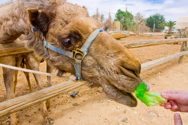Utfodring en kamel — Stockfoto