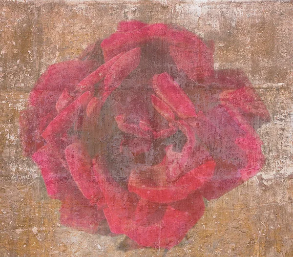Vintage wallpaper with red rose — Stock Photo, Image
