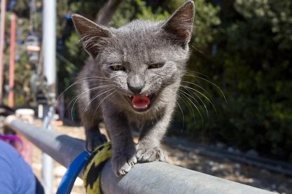 Gatito asustado maullando — Foto de Stock