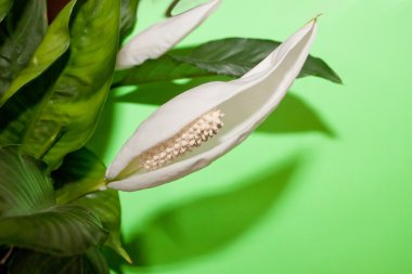 Beyaz Saray çiçek yeşil üzerinde