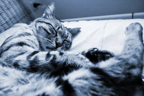 Prokládaný kocour v rychlém spánku (černobílý ) — Stock fotografie