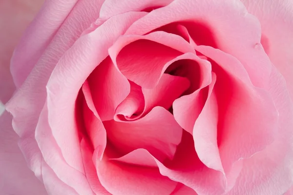 Halbblühende rosa Rose — Stockfoto