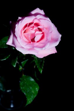 siyah üzerine pembe Gül dikey